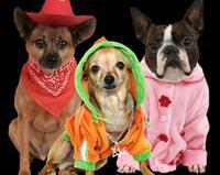 Photograph your pets in their best Halloween costume!