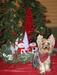 Merry Christmas from Rhett Butler