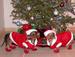 Santa Paws