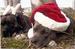 THE DOG DAYS OF THE HOLIDAYS :)