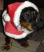 Trace's 1st Christmas