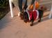 santa paws
