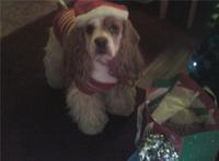 A Doggone Chrismas