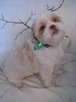 Isabella the Reindeer!