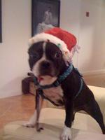 Ivan, Santa's Little Elf