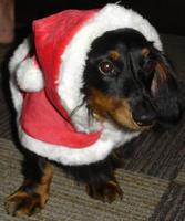 Trace's 1st Christmas