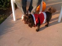 santa paws