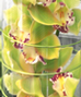 Zensational Orchids