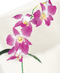 Orchids