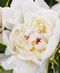 Peonies