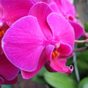 Phalaenopsis Orchids