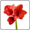 Amaryllis