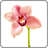 Orchid, Cymbidium