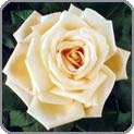 Pale Peach Rose