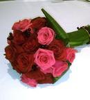 Autumn Rose