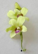 Double Green Dendrobium Orchid Boutonniere