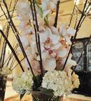 Orchids at the Ritz