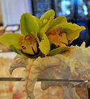 Orchids at the Ritz