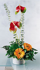 Anthuriums in Bloom