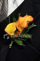 Mango Mini Calla Lilies