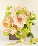 Amaryllis (Pink)
