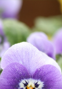Beneva Flowers