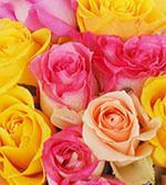 Enter to Win a Dozen Roses