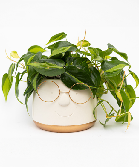Professor Leaf