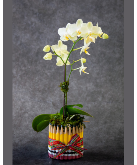 Pencil Orchid