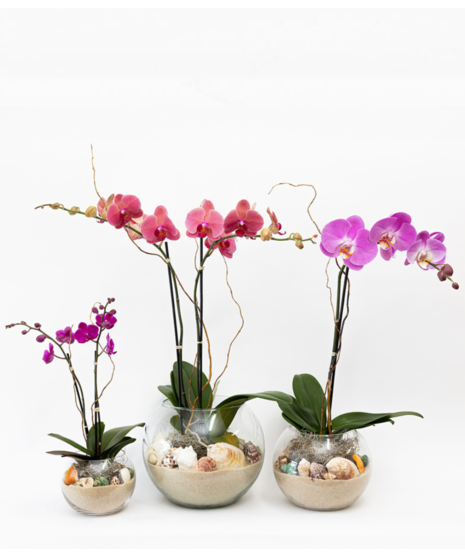 Siesta Orchids
