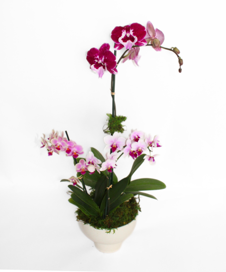 Blossoming Love