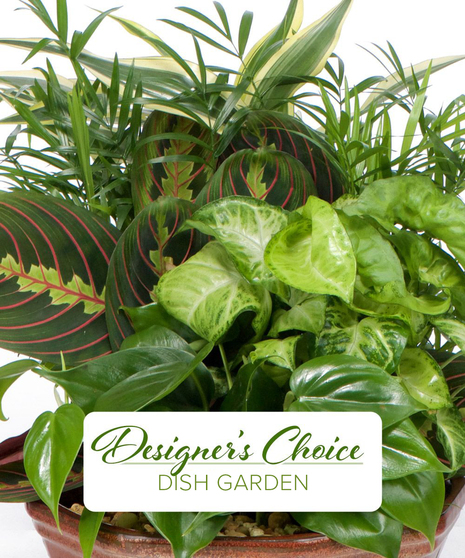 Green Plant Design