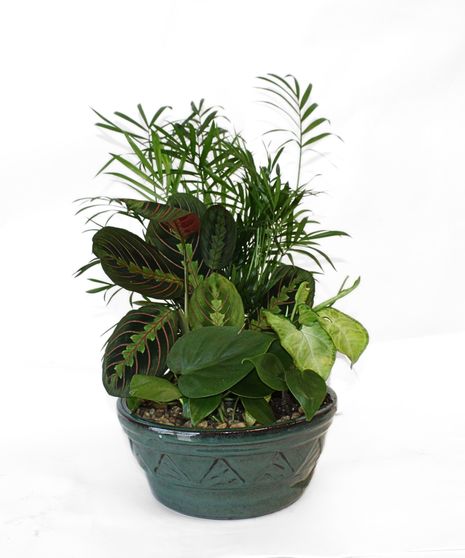 Standard Dish Garden