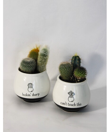 Mini Cacti