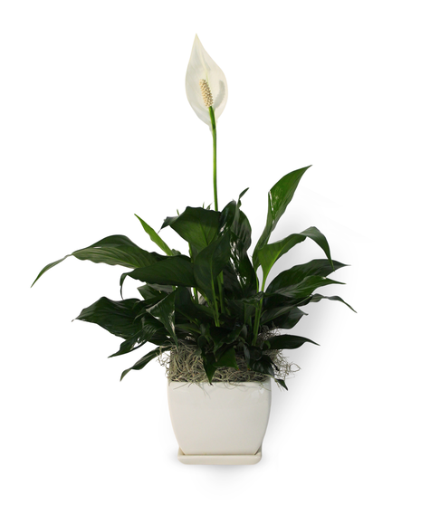 Sympathy Planter
