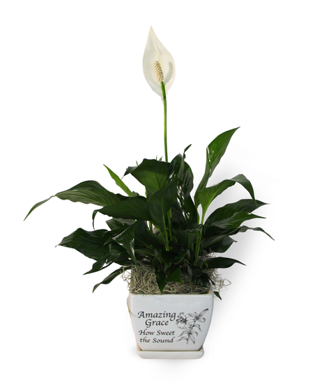 Sympathy Planter