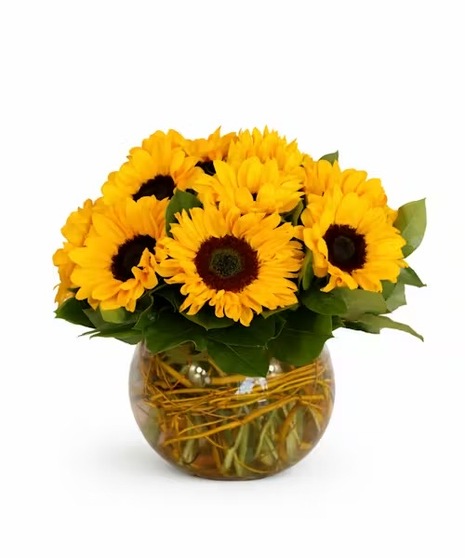 Fields of Sunshine
