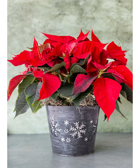 Festive Holiday Poinsettia