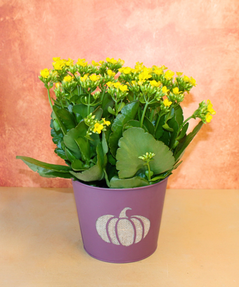 Kalanchoe Plant