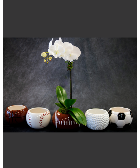 Orchid Sports Planter