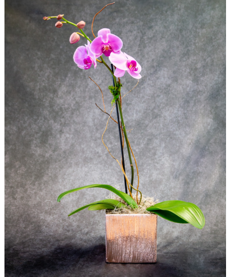 The Mother Orchid - Single Stem
