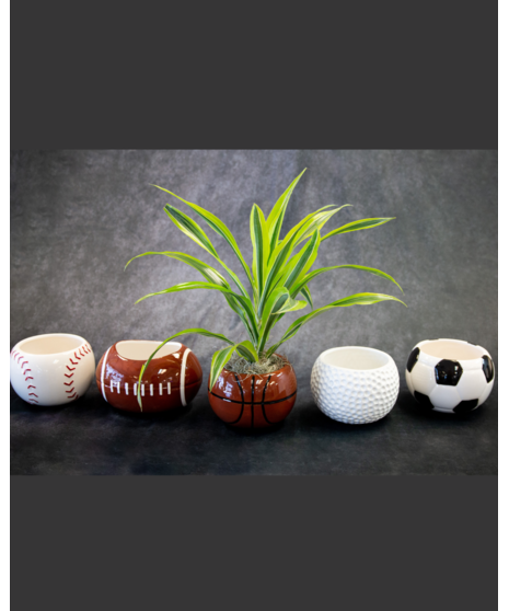 Dracaena Sports Planter