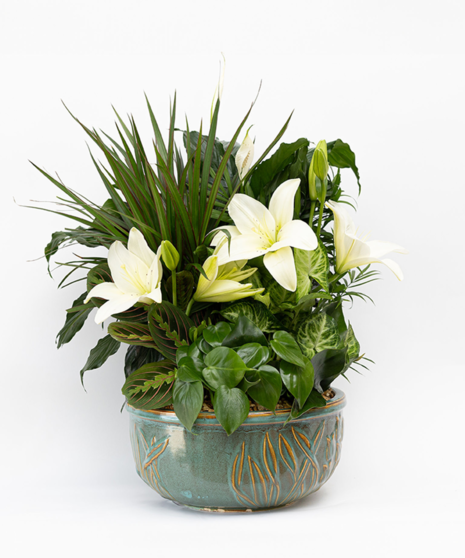 Peaceful, calm and elegant, this green peace lily plant will add serenity to any room.