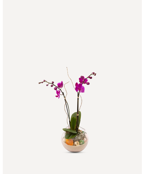 Siesta Orchids