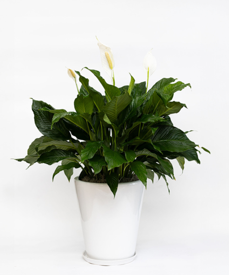 Peace Lily Large