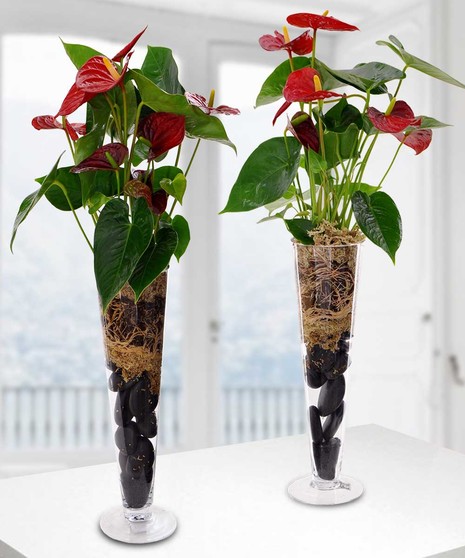 Anthurium Plant