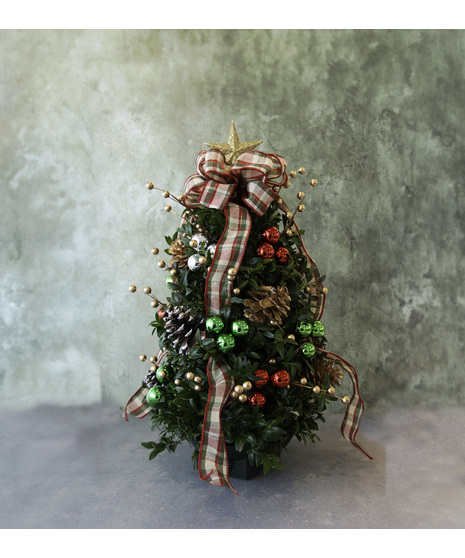 Holiday Boxwood Tree