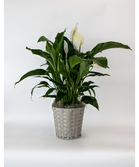 Perfect compliment to any home or office