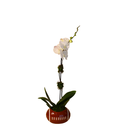 Orchid Sports Planter