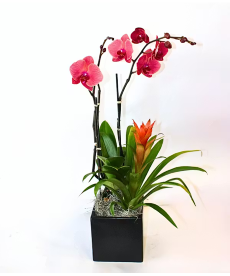 Orchid & Bromeliad Combo